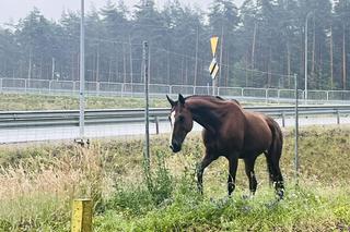 Koń na ekspresowej szóstce