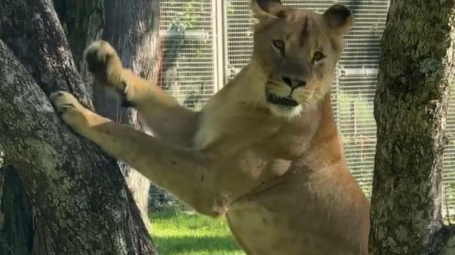 Nowa atrakcja zoo we Wrocławiu otwarta. Zobacz lwice na wybiegu 