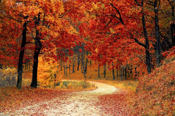 Zielona Góra: Artystyczna jesień w ZOK-u. Zgłoszenia do AUTUNALIÓW 2017 już się rozpoczęły