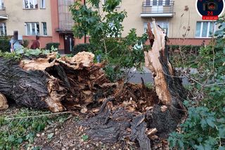 Drzewo spadło na sieć trakcyjną