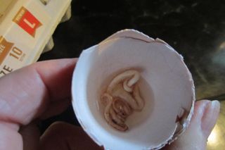 Obrzydliwe znalezisko w jajku kupionym we Wrocławiu! Co to jest? [ZDJĘCIA]