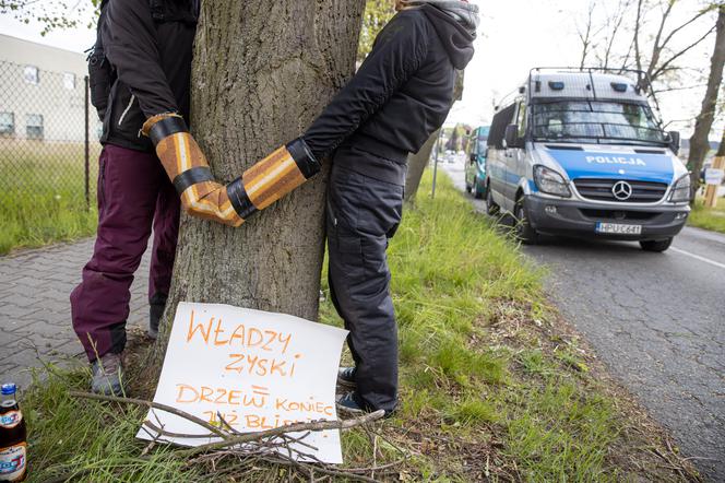 Ekolodzy przykuli się do drzew