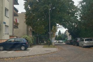 „W lecie nie mamy światła”. Problem z drzewem przy ul. Siewnej w Lublinie