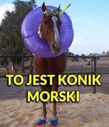 Chcesz poprawić sobie humor? Te memy ze zwierzętami rozbawią cię do łez!