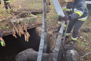 Lubelscy strażacy musieli wyciągnąć z szamba...konia.  Zdjęcia robią wrażenie!