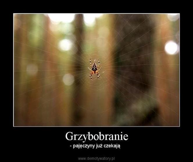 Grzybobranie 2023. Zobaczcie najlepsze memy o grzybiarzach! 