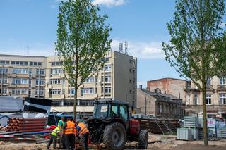Plac Wolności w Łodzi się zazielenia