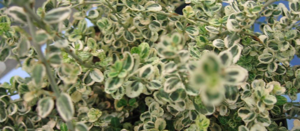 Trzmielina Fortune’a ‘Hein’s Silver’ SILVER CARPET®