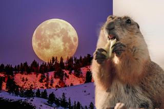 Spektakularna Pełnia Mroźnego Księżyca zapowiada zimę. Co ma wspólnego z bobrami?