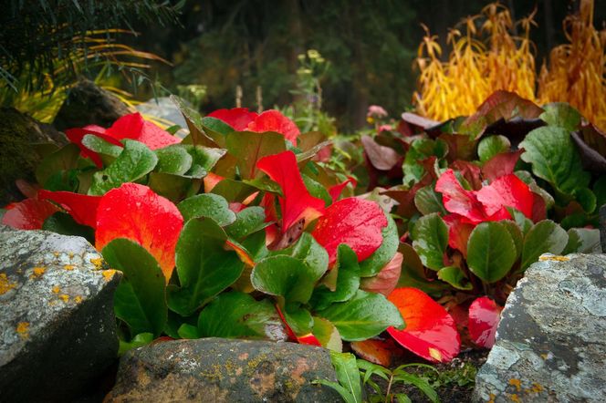 Bergenia sercowata