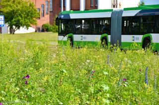 Białystok. Pierwsze łąki już kwitną. W 2020 roku pojawiły się w nowych miejscach