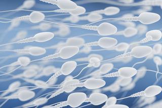 Sperma - skład i właściwości męskiego nasienia
