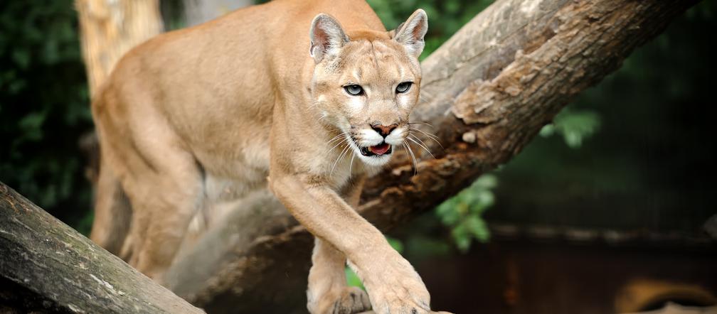 BIAŁORUSKA PUMA W POLSCE.