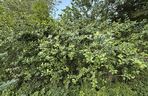 Aronia, krzew i owoce