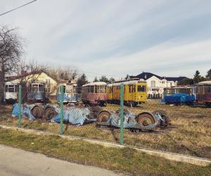 Zobacz kolekcję starych tramwajów w prywatnym ogrodzie - zdjęcia. Wagony stoją na działce w Warszawie