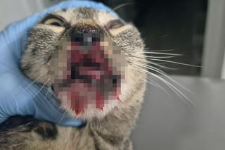 Podczas libacji wyrzucił kota z piątego piętra. Wolontariusze z Ekostraży apelują o pomoc 