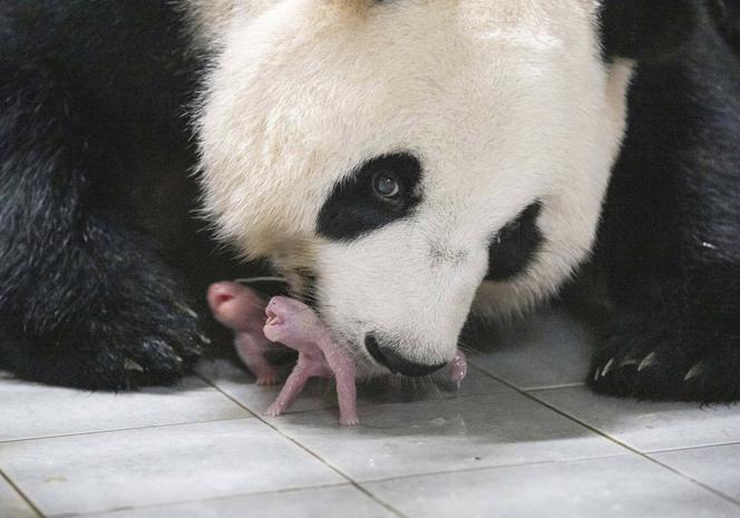 Panda wielka i jej bliźnięta 