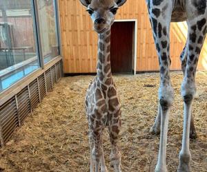 Nowy mieszkaniec ZOO w Warszawie