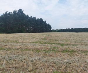 Akcja na polu, gdzie znaleziono Wampirkę z Pnia. Młodzi chodzili z detektorami, niedługo wracają tam archeolodzy