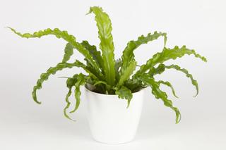 Zanokcica stara (Asplenium antiquum) 'Osaka'