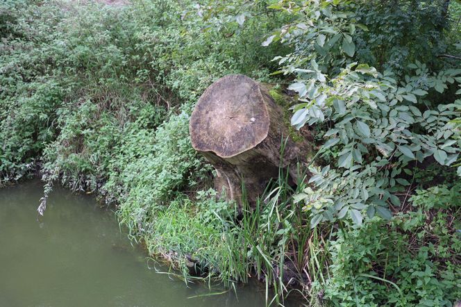 Jesienna odsłona terenów nad Bystrzycą w Lublinie. Tak się prezentuje w październiku