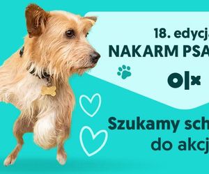 Już po raz 18. OLX zachęca do włączenia się w akcję Nakarm Psa
