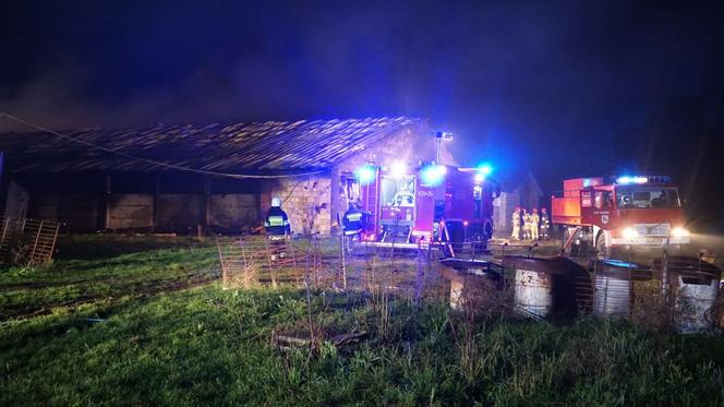 Krzywiec. Pożar kompleksu kurników. Padło 20 tys. sztuk perliczek