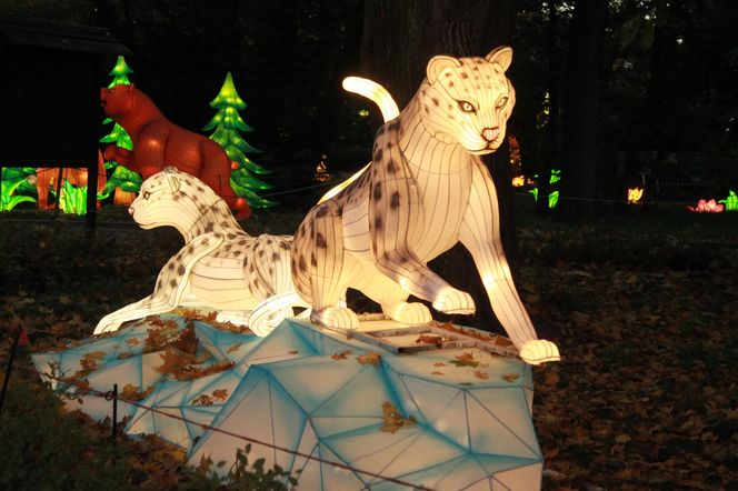 "Garden of Lights" ponownie rozświetlił wrocławskie zoo