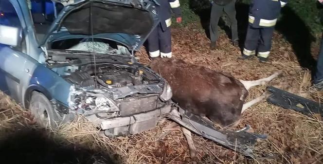 Łódzkie: Potężny ŁOŚ wbiegł wprost pod auto! Dramatyczne skutki zderzenia