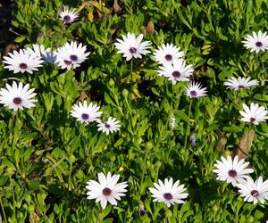 Osteospermum