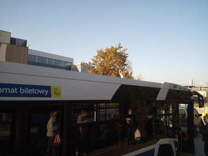 Łabądź podróżował na dachu autobusu