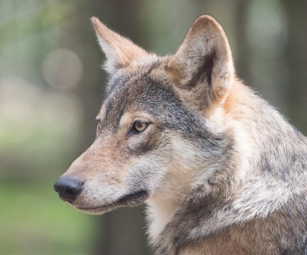 W regionie jest coraz więcej wilków? Leśnicy pokazali nagranie z pokaźną watahą