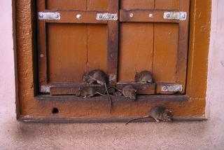 Niewyobrażalna plaga szczurów! Gryzonie wchodzą do domów, tramwajów i restauracji 