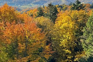 Jesień w Bieszczadach. Te zdjęcia robią wrażenie!