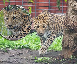 Nowa mieszkanka zoo w Warszawie. Na wolności żyje tylko 130 osobników