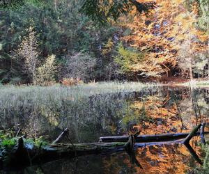 Ukryte leśne jeziorko powstało prawie 1000 lat temu. To wyjątkowe miejsce w Beskidzie Sądeckim GALERIA]