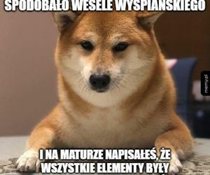 Memy o maturze