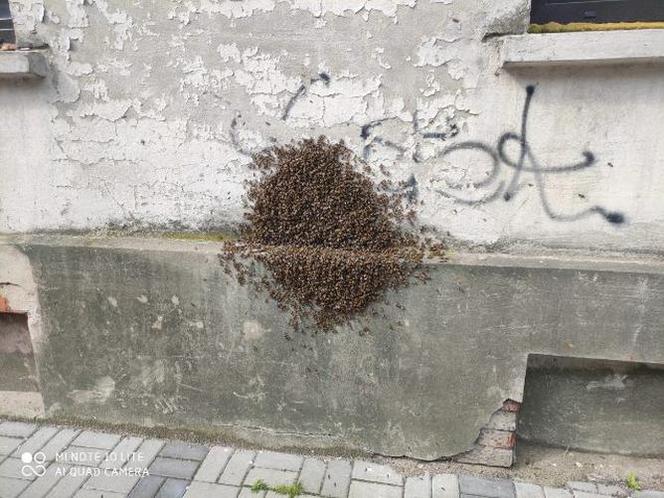 Płock. Twój ul jest lepszy niż mój. Rój pszczół zaatakował budynek na Starym Mieście