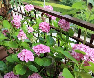 Najlepsze rośliny na balkon północny