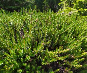 Bażyna – ciekawa roślina wrzosowata