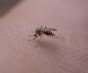 Chiny walczą z wirusem czikungunia. Odnotowano 5 tys. przypadków zachorowań. USA szykują ostrzeżenia dla podróżnych
