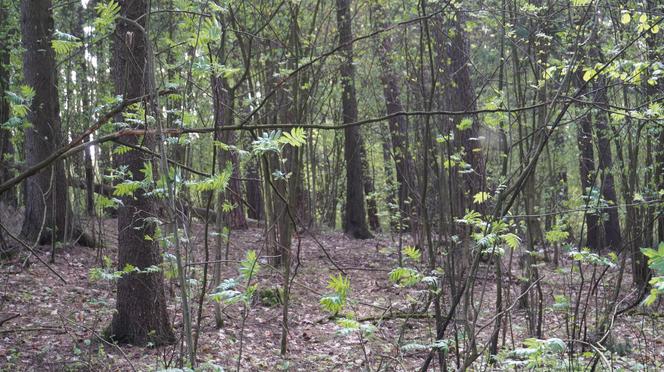 Leży w pobliżu centrum Olsztyna i wygląda bajecznie wiosną. Zobacz piękny rezerwat Mszar [ZDJĘCIA]