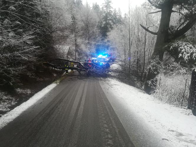 Sopotnia Mała: Na parę jadącą motorowerem spadło drzewo. Trafili do szpitala 