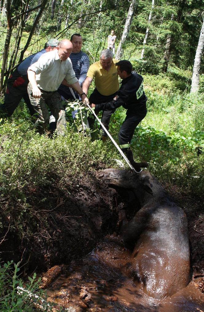 Łoś utknął w bagnie