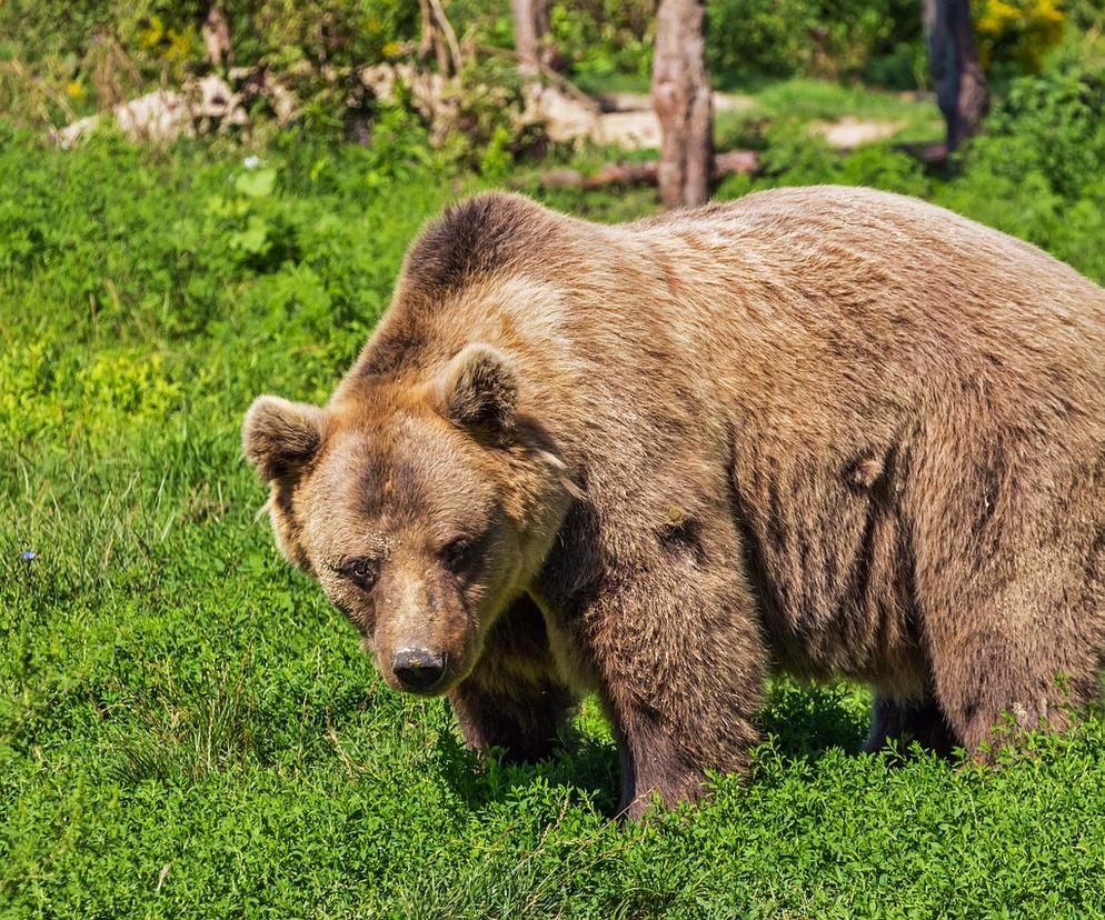 Niedźwiedź w gminie Dydnia. Jest ostrzeżenie dla mieszkańców! 