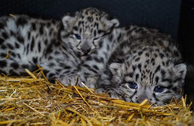 Spójrzcie na te słodkie oczka! Młode pantery śnieżne przyszły na świat w ZOO Wrocław