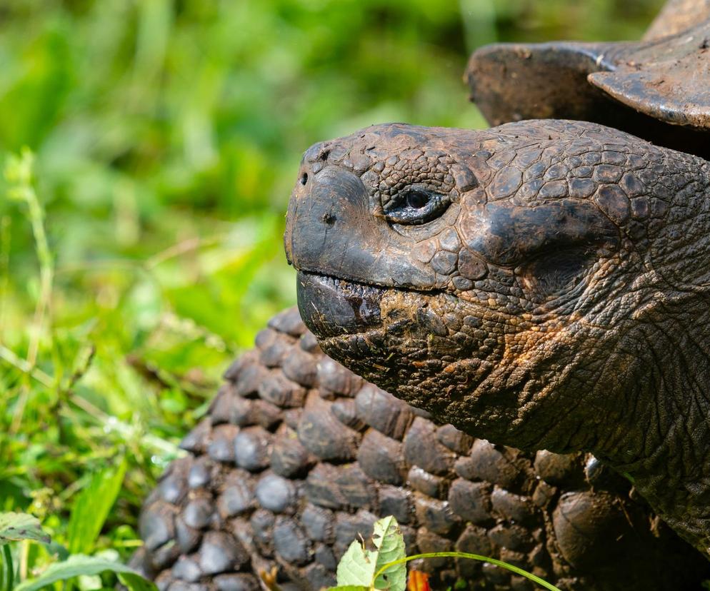 Czterech żółwie olbrzymie zabite na Wyspach Galapagos. Spracy grożą 3 lata więzienia! 