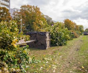 Przesadzanie drzew z pl. Powstańców Warszawy w Śródmieściu