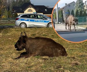 Żubrzyca na spacerze po Bojszowach Nowych. Ominęła zabezpieczenia rezerwatu