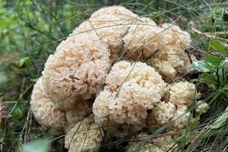 Sezon grzybowy na Dolnym Śląsku rozpoczęty. Gdzie znaleźć kanie, borowiki i koźlarze?